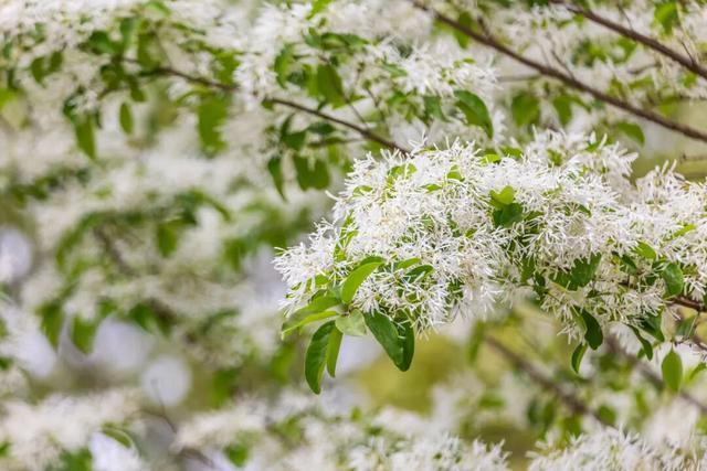 别错过！南京玄武湖“四月雪”盛放，美到窒息