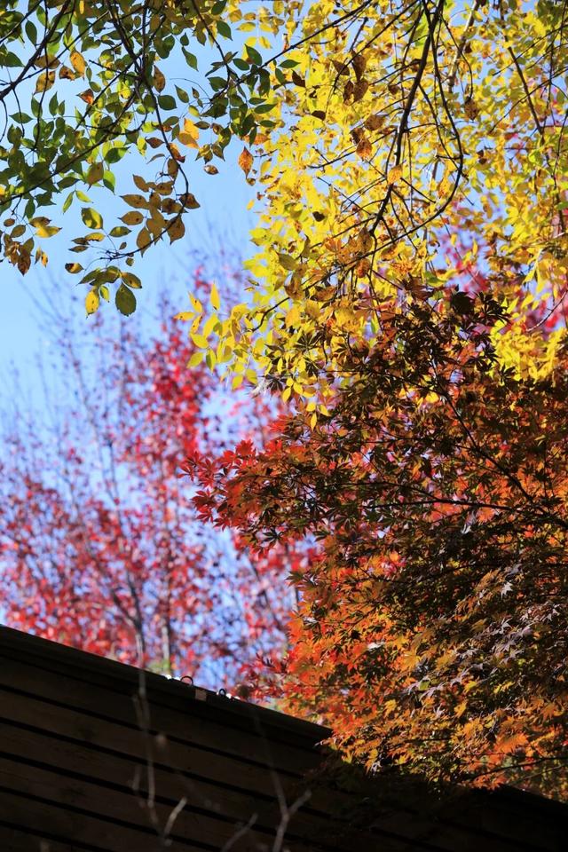 每天早上人气爆棚！就在日照这里！