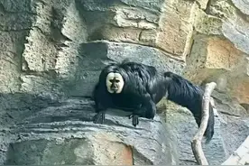 山东人小时候最害怕的就是---老猫猴子图片