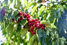 枢纽成都 | 平均每天2600多万件快递在成都中转 快件中“转”出来的枢纽城市图片