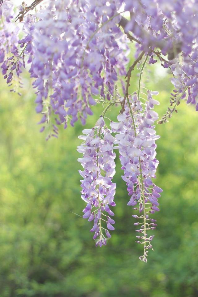 合肥4月花讯请查收！快进来交换春天→