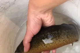 鳅猪！湖南男子河边捞起一条泥鳅有小臂粗，网友:没见过这么大的图片