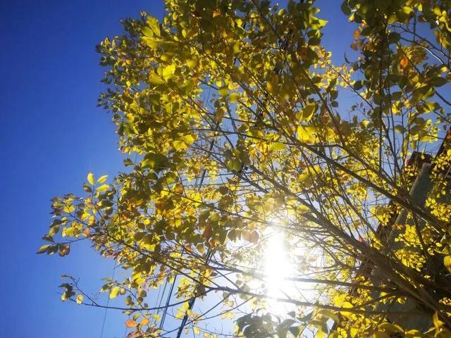 秋日西藏限定美景上线！摄影师私藏机位，拍出无敌风光大片