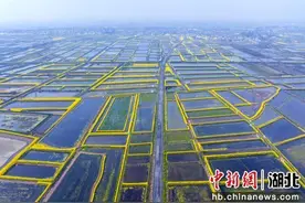 湖北洪湖：水乡田园好风光图片