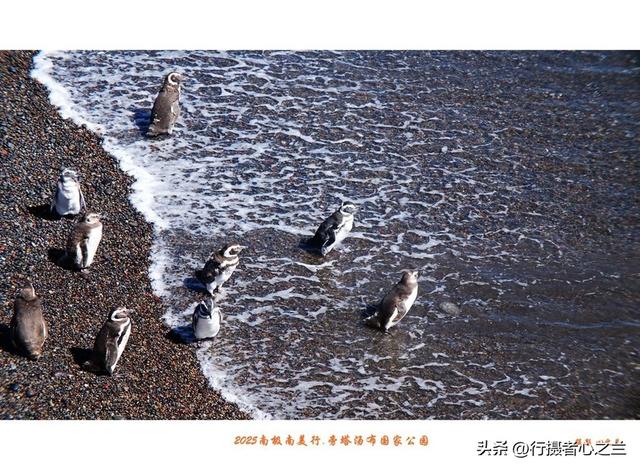 南极南美三国行游影记（79）—阿根廷旁塔汤布国家公园（六）