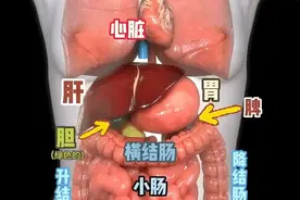 人体内脏位置图图片