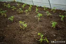 移栽蔬菜底肥怎么施？怎么浇水？怎样才能缓苗快？苗小有花怎么办图片