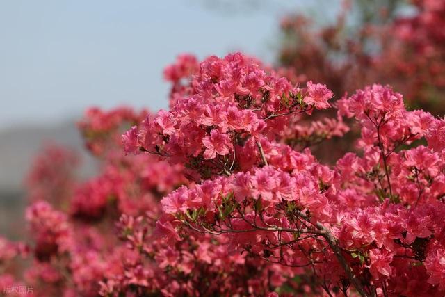 满山遍野的映山红