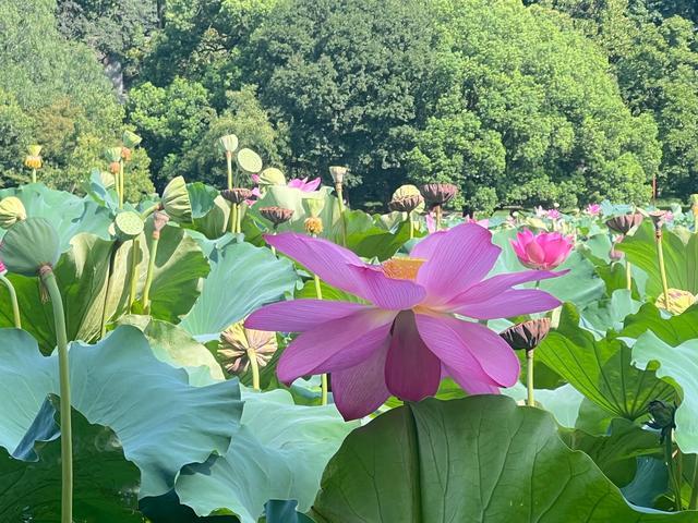夏日西湖，8月9日。