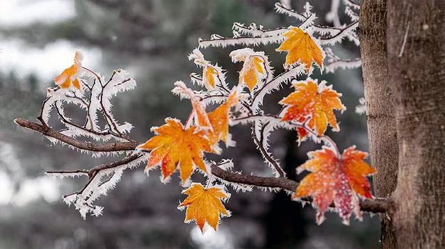 初雪的四方山：雾凇遍野 琼枝满山