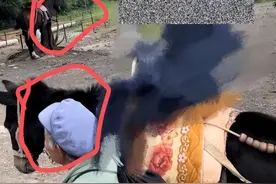 中听｜“指骡为马” 的把戏不要再出现了图片