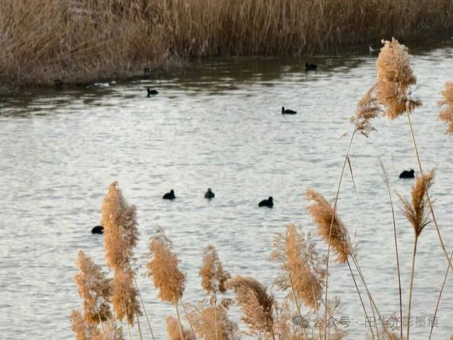 桓台融媒签约摄影师作品展：乌河骑行 见证三十年蝶变