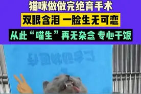 猫咪绝育后“生无可恋”？科学护理助你重回活泼状态图片