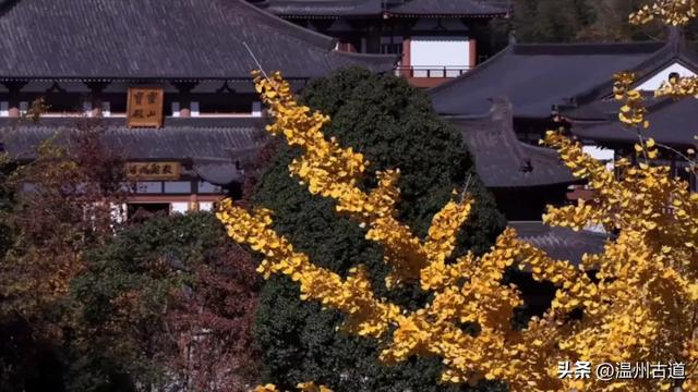 “含金量”爆棚！初冬限定，温州这处千年古刹的银杏大道美翻了！