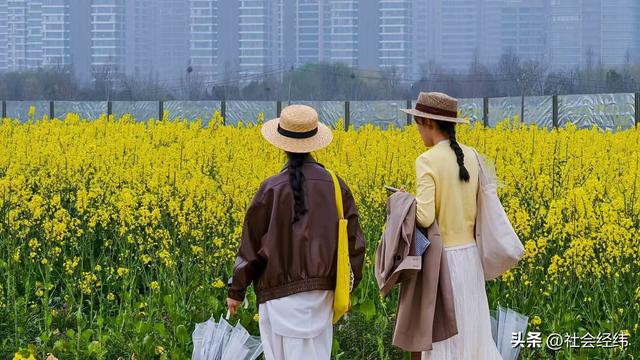 江心洲繁花似锦，油菜花海绘就春日油画