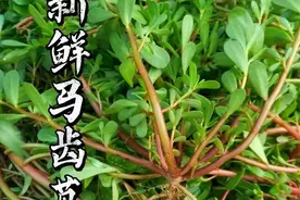 抗癌药草：人称马齿菜，门前屋后到处都是图片