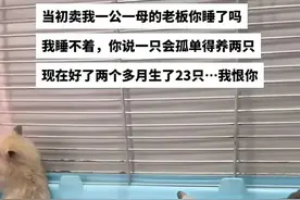 笑不活了，养宠物千万别养一公一母！看完笑晕在网友评论区图片