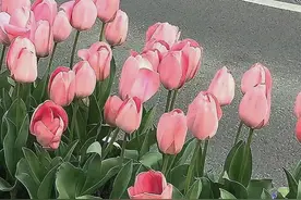 史上最甜最撩人的一句情话图片