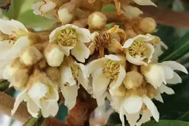 “果中之皇”枇杷大量上市！润肺止咳、降脂通便，看准这三处，挑选不踩雷~图片