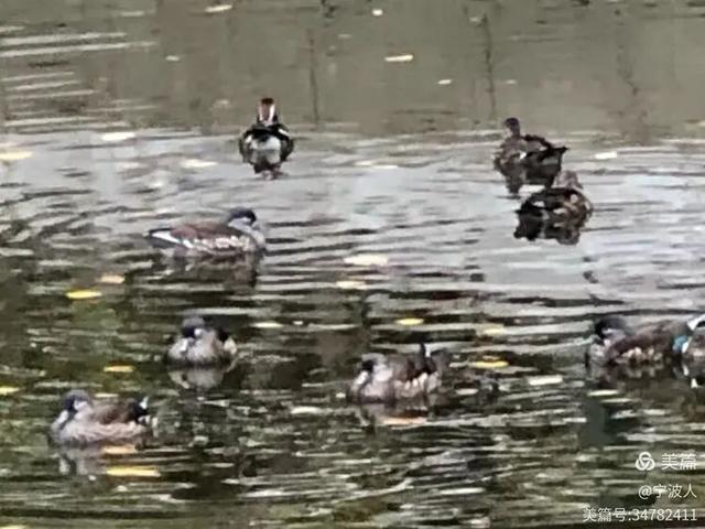 兆麟公园看鸳鸯戏水