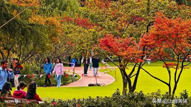 黄浦秋日调色盘已就位！市中心这处绿地人少景美超出片