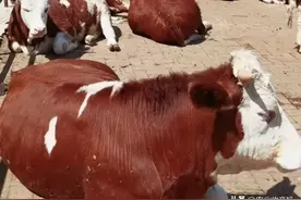 你敢抄底大批买母牛，明年母牛就抄光你家底，不信走着瞧图片