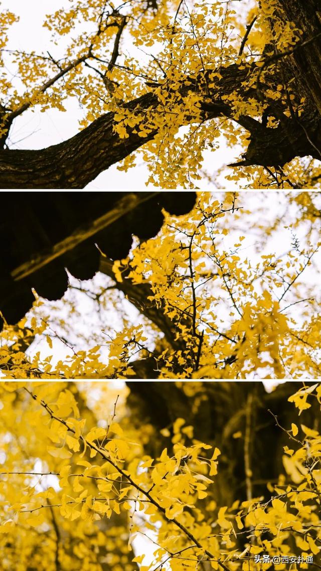 古观音禅寺谢幕？这里的千年银杏，才是最后的隐藏彩蛋！