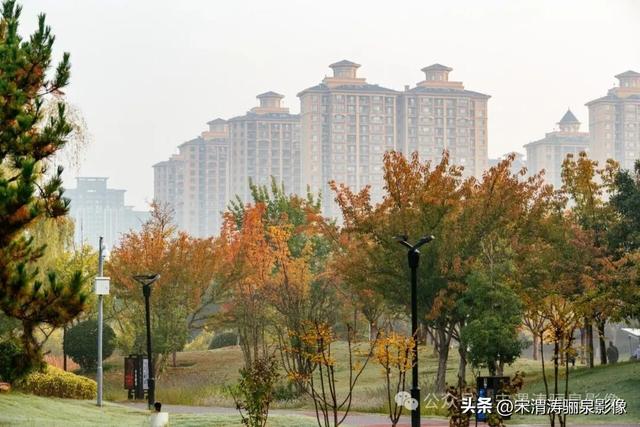 陕西渭南：人民公园银杏林色彩纷呈 祥和美丽 秋色宜人