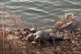 国家一级保护动物斑海豹搁浅！救援过程中，竟然出现了这样一幕......图片