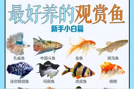 最好养的观赏鱼有哪些？新手小白必看图片