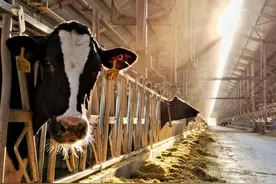 国开行宁夏分行发放4.5亿元支持全区奶牛产业高质量发展图片