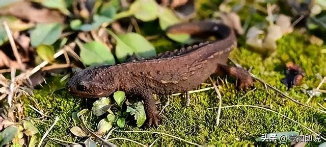 野外仅存600多只！浙江4人徒手抓26只，价值10多万