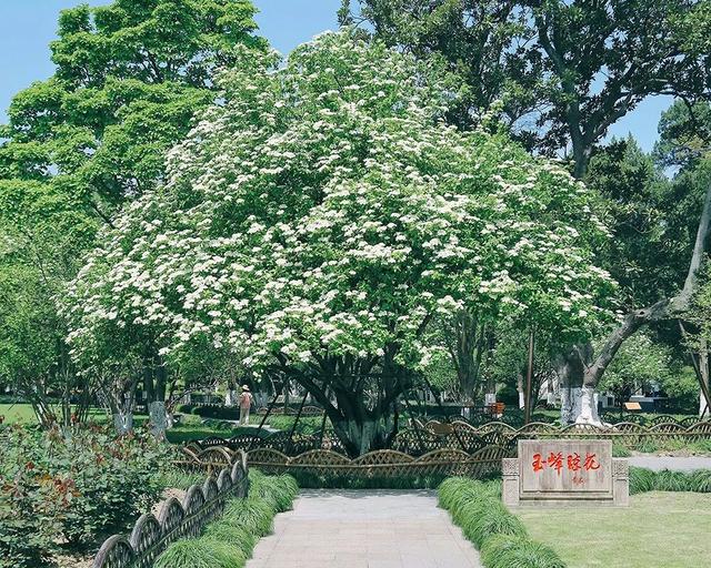 苏州十大“寿星”出炉！