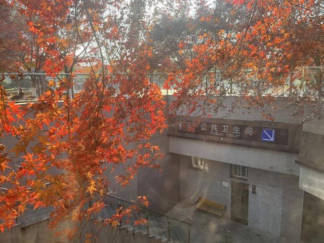 “初冬的浪漫藏在公厕旁”你敢信？就在合肥…