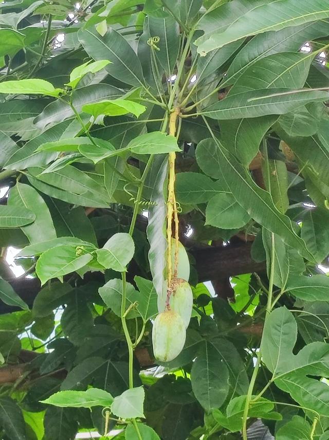见广记2：香蕉花开