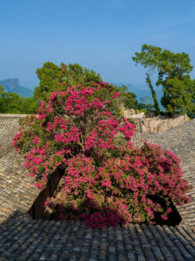 一秒入画！千年紫薇花，打卡夏日限定的剑门关浪漫