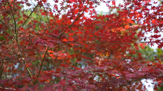 图说｜河南信阳浉河区：冬日暖阳下的浉河公园