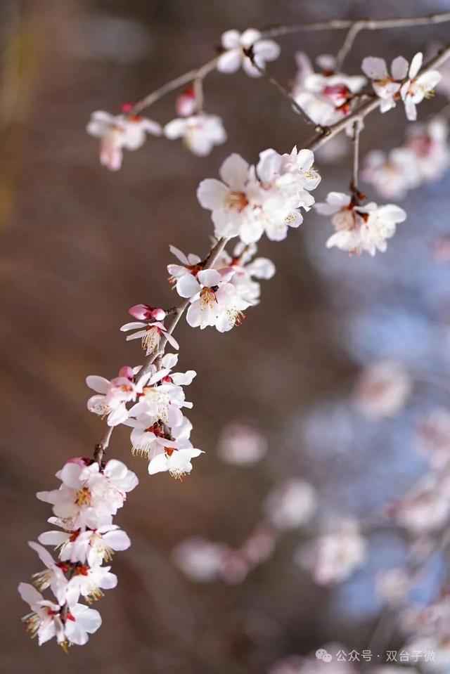 【视觉•双台子】十里桃香醉春风 满树芳菲映城郭
