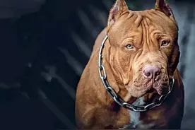 一个人可以徒手杀死一只烈性犬吗？图片