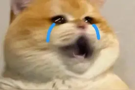 猫生病不要怕！夏天养猫必备的10大药品，关键时刻能救猫命！图片