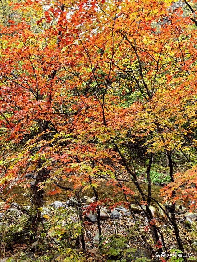 2025辽宁赏秋之旅日记(2)——游览丹东蒲石河森林公园