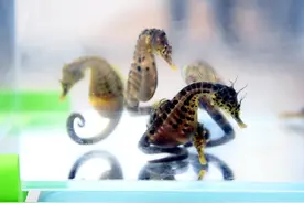 ​日照：小海马“游”进大市场图片