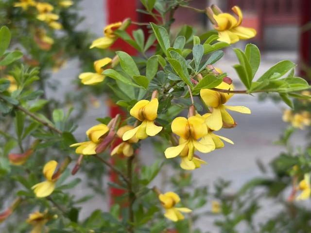 临沂春假旅行指南，请查收