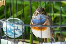 北方笼鸟之黄豆瓣鸟（黄喉鹀）图片