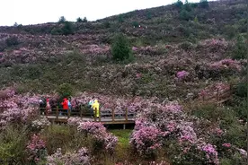 100天的春季 100分的美丽｜乌蒙大草原4万亩矮杜鹃进入最佳观赏期图片