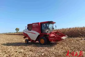 增产30%！300亩“吨粮田”示范基地的玉米大丰收图片