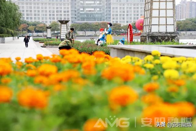 安阳市第32届菊花展开幕！持续到11月中下旬