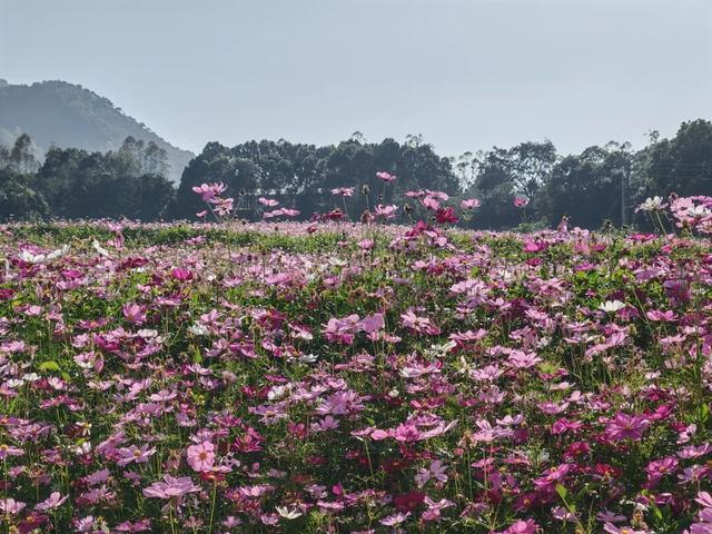 云城前锋花海，邀您来看！