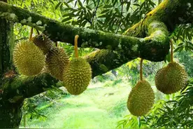 秋季养生|秋冬补阳话榴莲图片