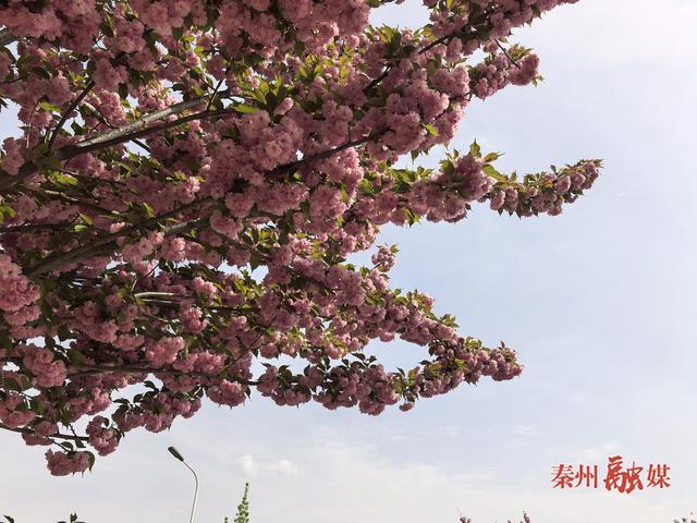 秦州：樱花盛放风光美 如云似霞迎客来